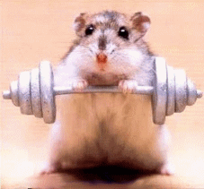 hamster