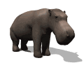 gif de hipopotamo