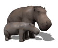 gif hipopotamo