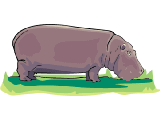 hipopotamo