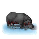 gif de hipopotamo