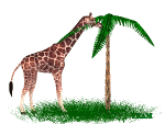 jirafa