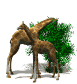 gif de jirafa