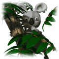 gif de koala