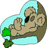 koala