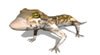 lagarto