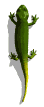 lagarto