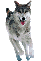lobo animado