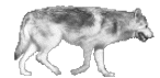 perro lobo