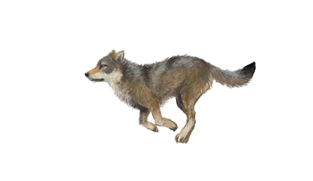 lobo