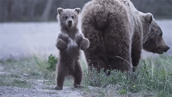 gif de oso