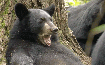 gif oso