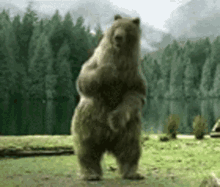 oso bailando