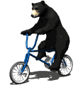 gif oso