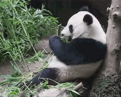oso panda
