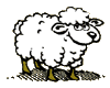 ovejas