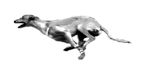 gif perro corriendo