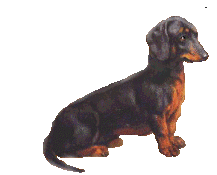 gif perro sorpresa