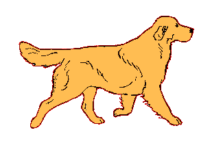perro de paseo