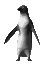 gif de pingüinos