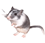 rata
