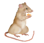 rata animada