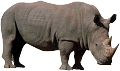 gif rino