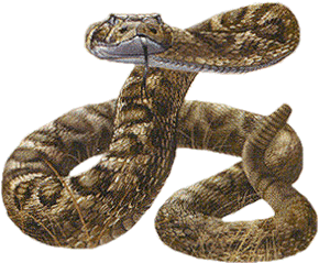 serpiente