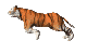 Tigre corriendo