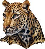 tigre animado