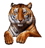 gif tigre circo