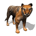 animacion de tigre