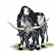 Toro bravo