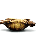 tortuga