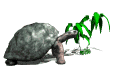 tortuga animada