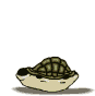 tortuga animada