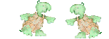tortuga 
