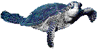 tortuga animada