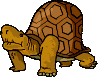 tortuga 