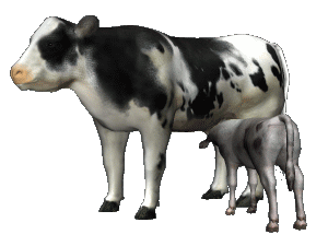 vaca