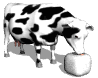 vaca