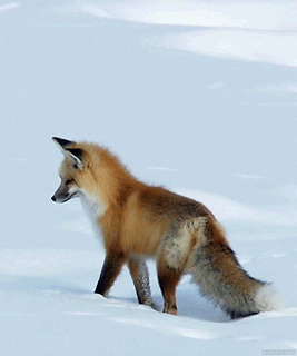 gif zorro