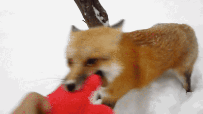 animacion de zorro
