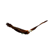 Aguila animada