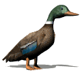 Pajaritos