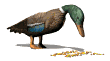 Gifs de aves