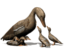 Gif de ave