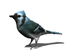 dibujo animado pajarito