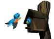 Animacion de Pajaros