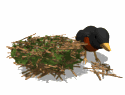 Pajaritos